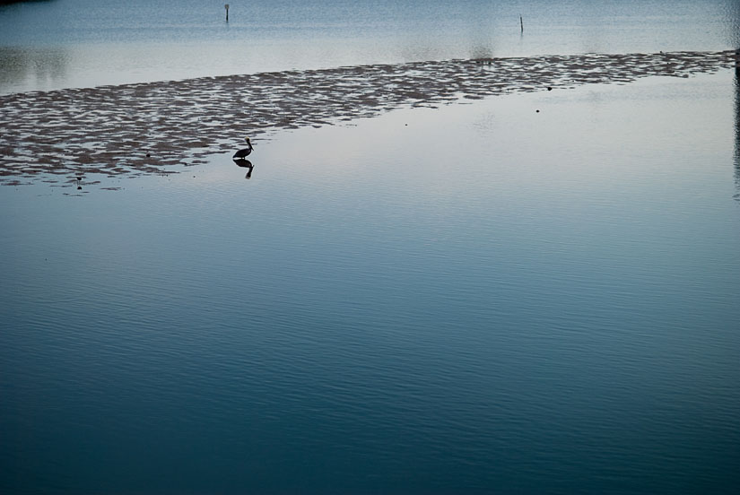 pelican in a sea of blue