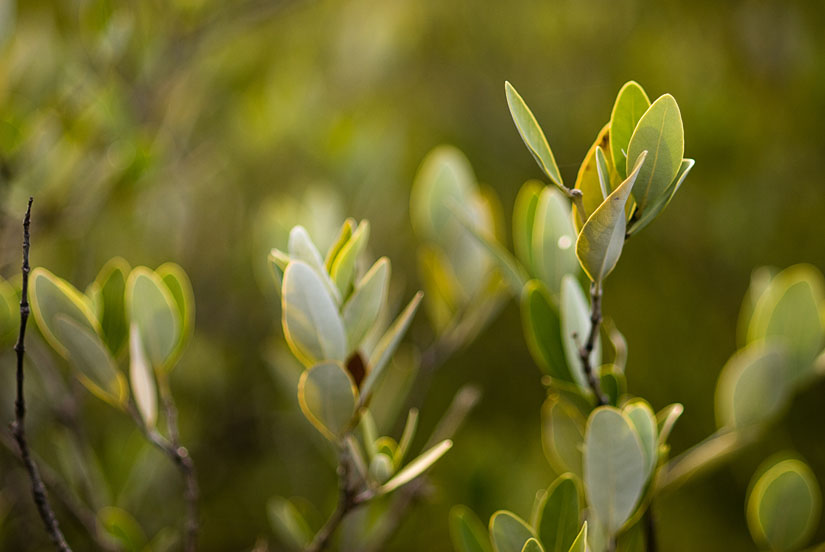 leaves backlit