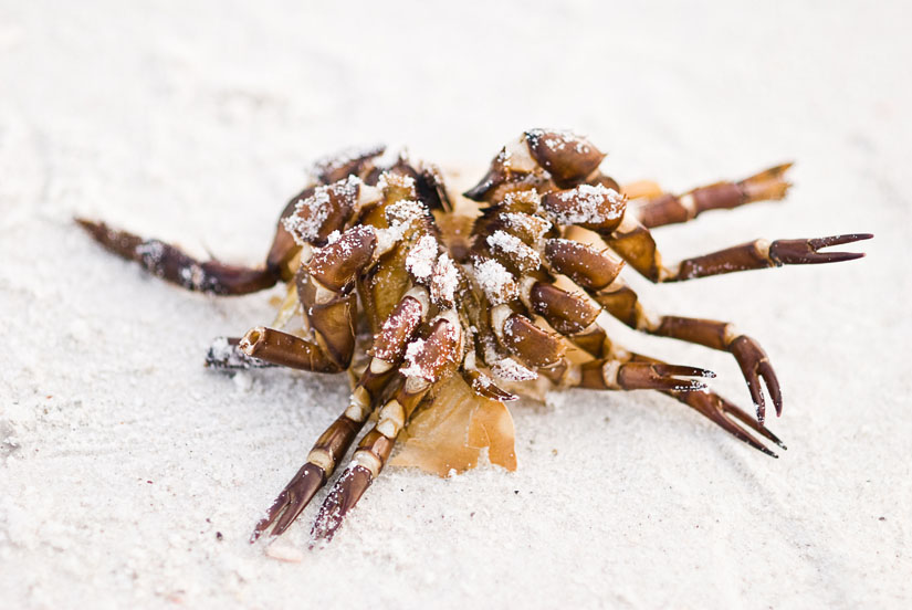 dead crab at the beach