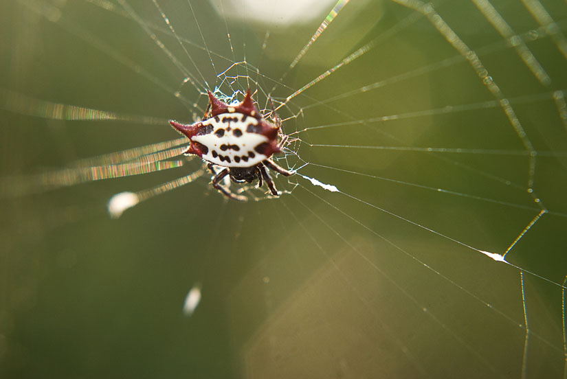 macro of crazy spider thing