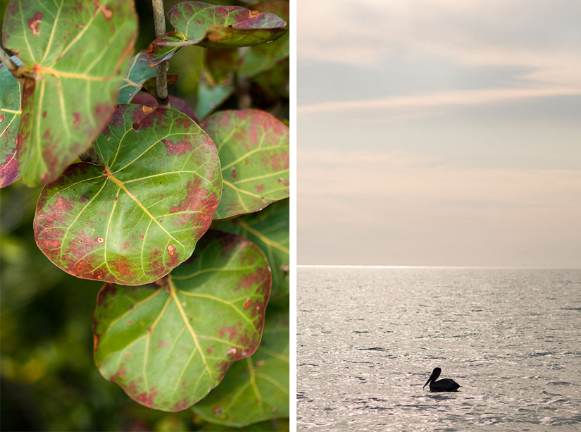 pelican and round leaves