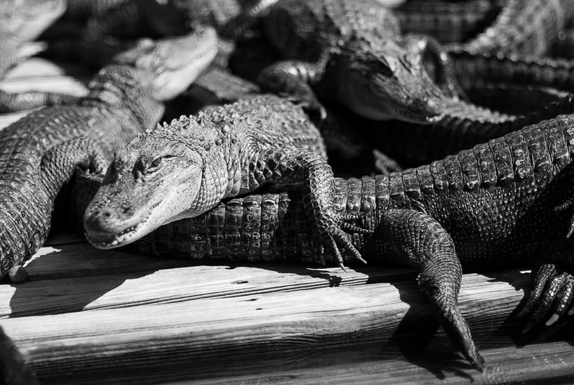 alligators in black and white