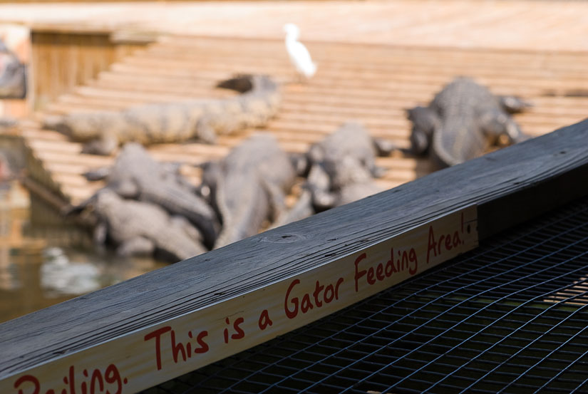 This is a gator feeding area!