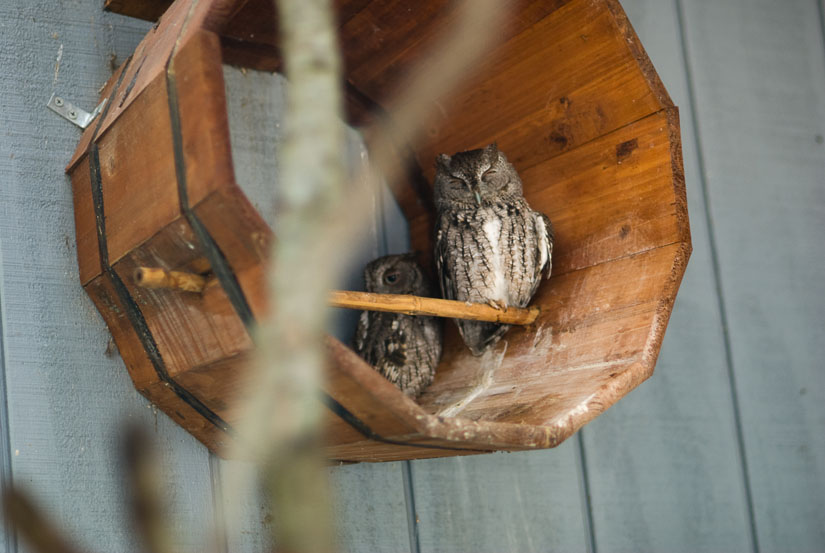 owls at gatorland