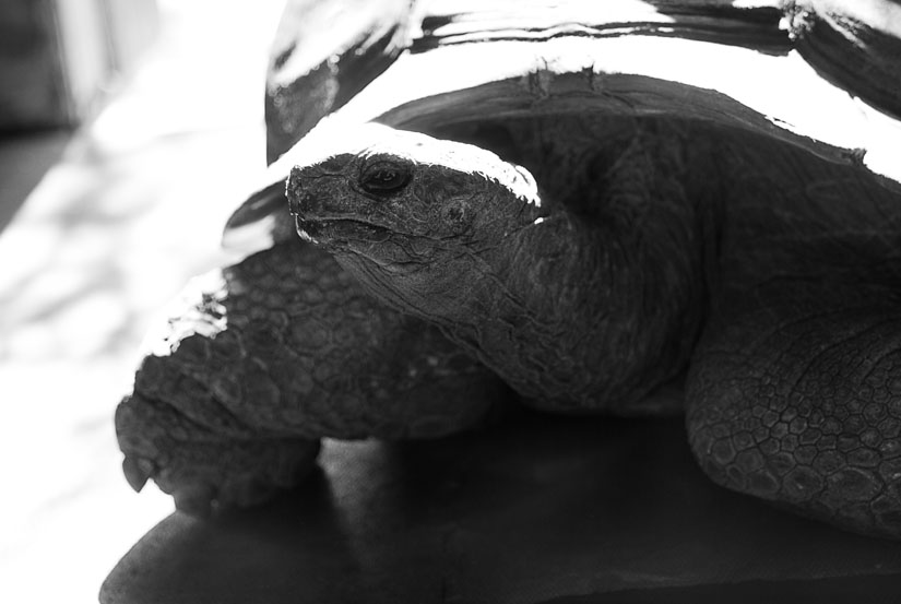 giant tortoise at gatorland