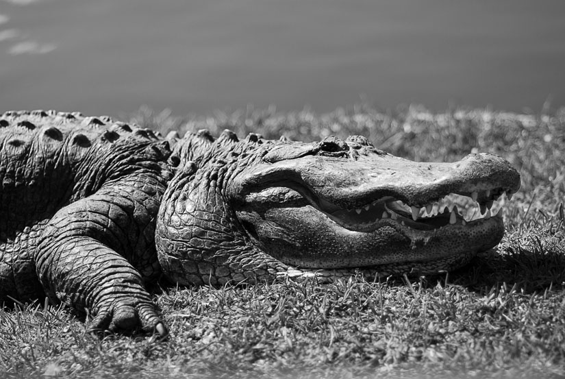 alligator in black and white