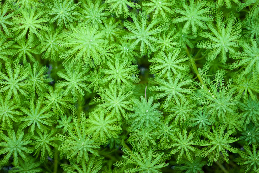 very green plants in the swamp