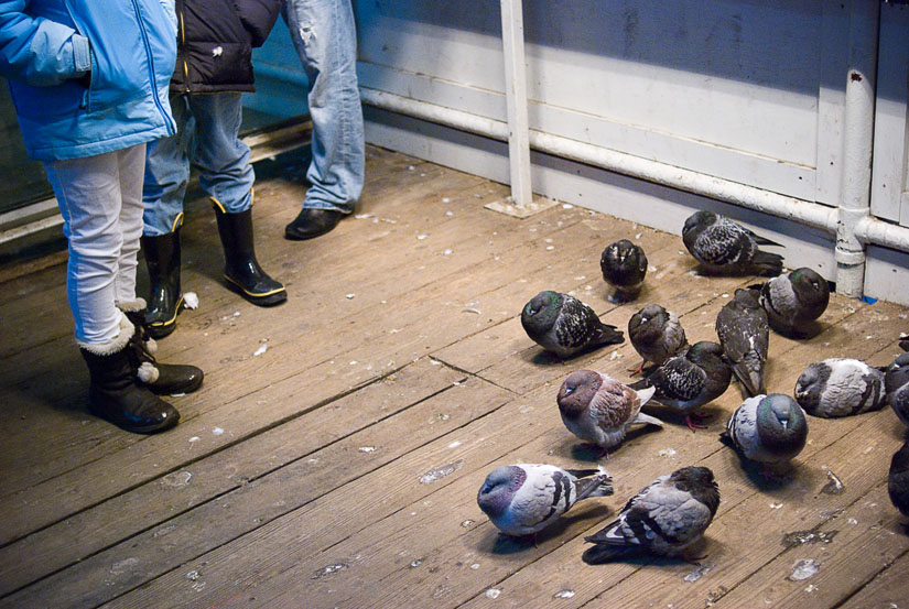 pigeons on the el platform