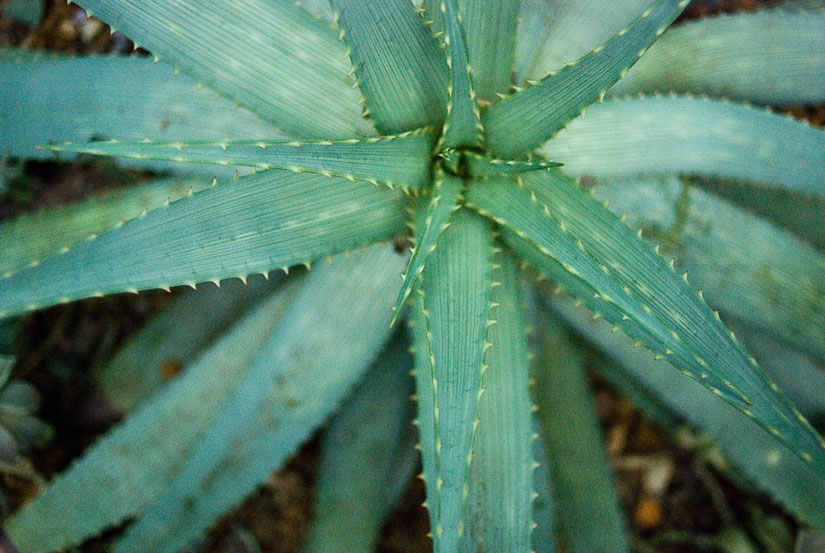 some kind of desert plant