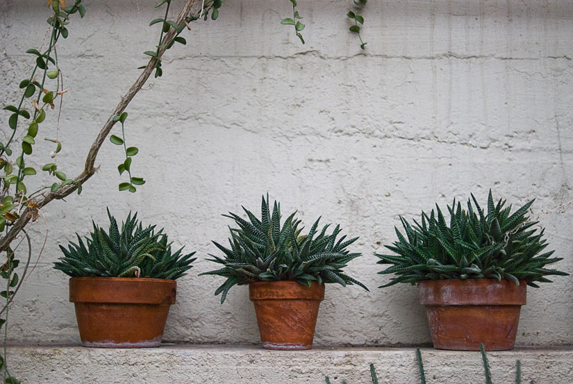 three plants at the conservatory