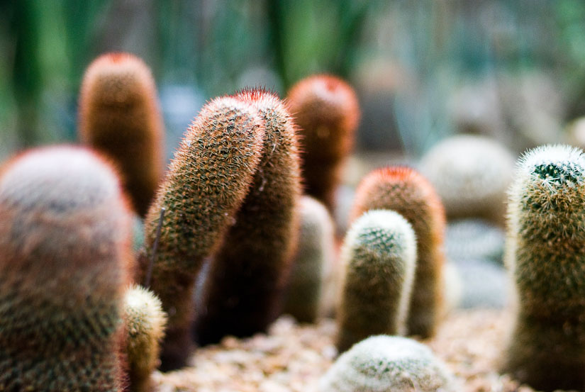 weird nubby plants at the conservatory - freelensing