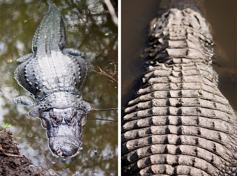 alligators in detail