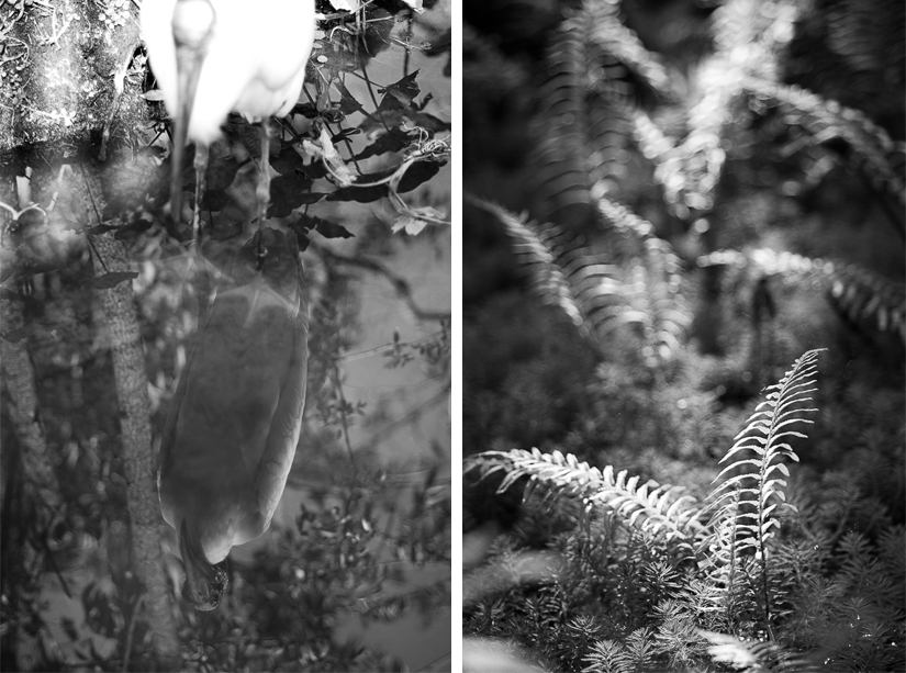 black and white diptych of fern and bird