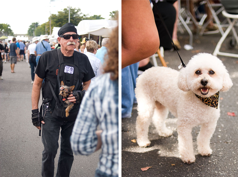 puppies at the artfest fort myers