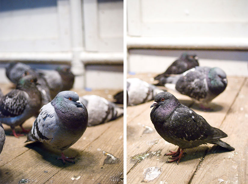 pigeons under the toaster