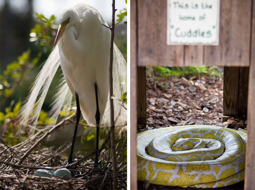 bird with eggs in a nest and python