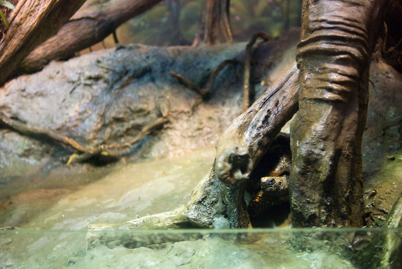 turtle at the shedd aquarium, chicago