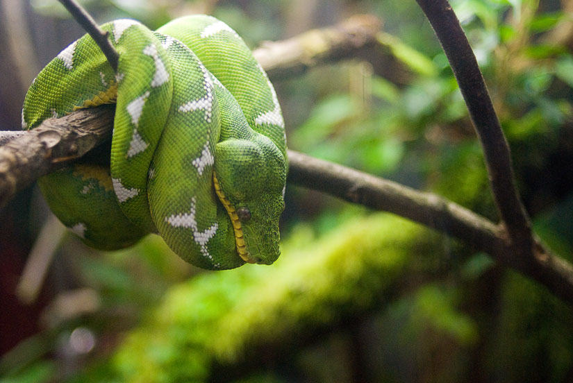 snake at the shedd aquarium, chicago