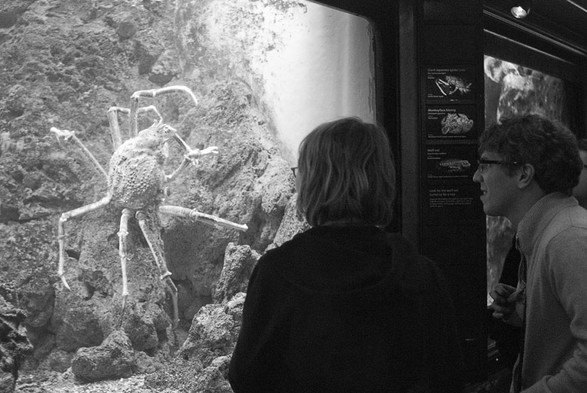 spider crab at the shedd aquarium, in black and white