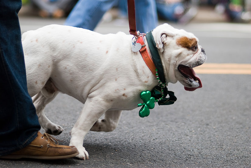 crazy dog at the parade in alexandria, va