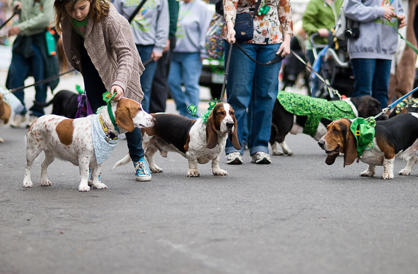 doggies at the parade in alexandria, va
