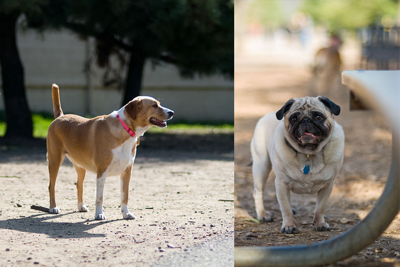 doggies at the dog park