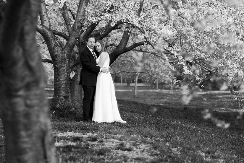 bride and groom under the cherry blossoms in washington, dc