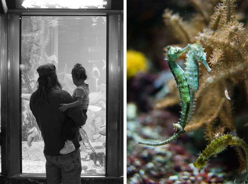 seahorses at the shedd aquarium