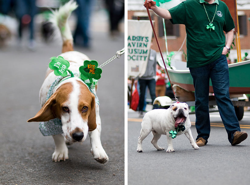 puppies at the st. patrick's day parade in alexandria, va