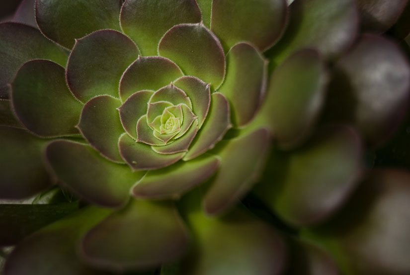 plant in a greenhouse