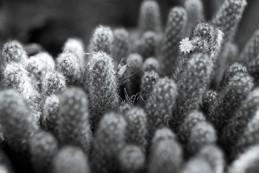 small cactus with flower