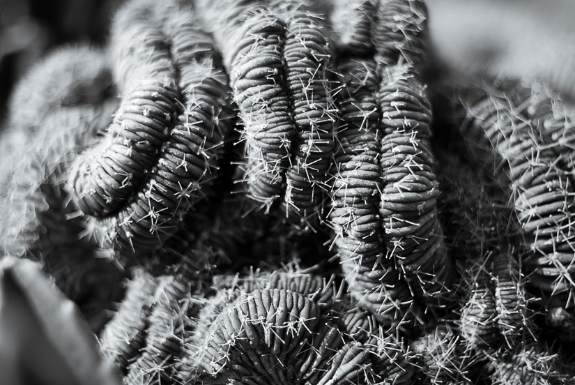 weird texture on a cactus