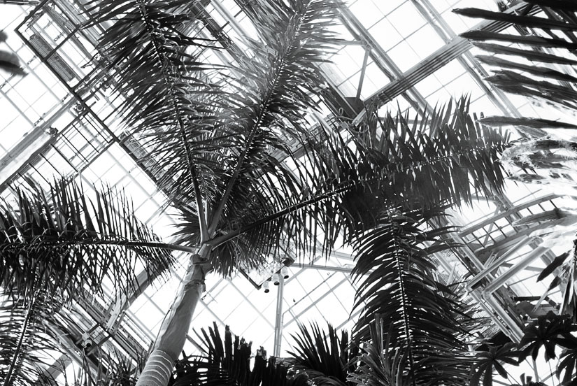 palm trees at the u.s. botanic garden