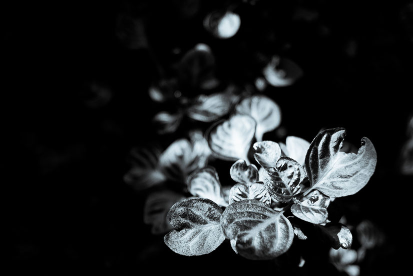 beautiful puddles of light on plants at u.s. botanic garden