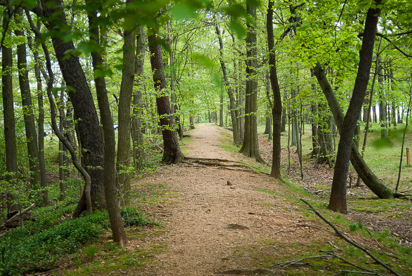 beautiful wood path in alexandria, va