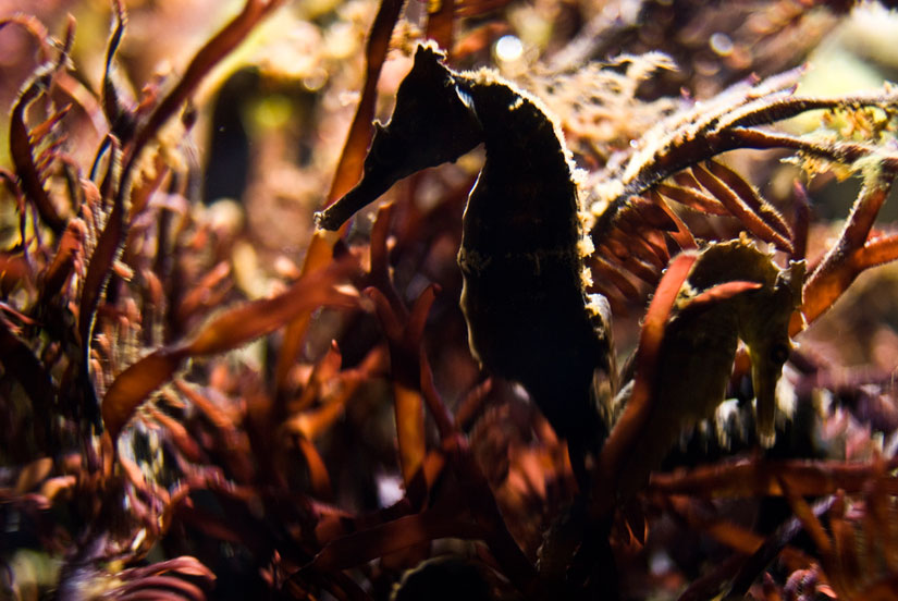 seahorse at the monterey bay aquarium