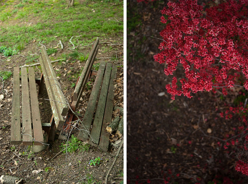 bench and red flowers at fort ward park