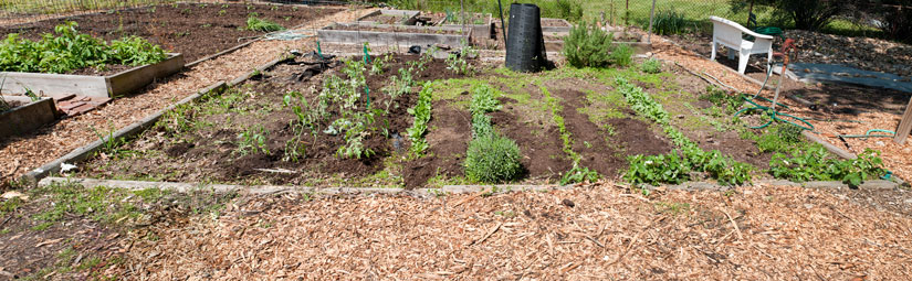 our garden on Glebe Rd. in Alexandria, VA