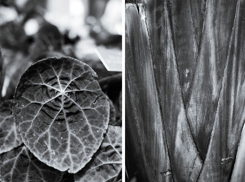 plant shapes diptych at u.s. botanic garden