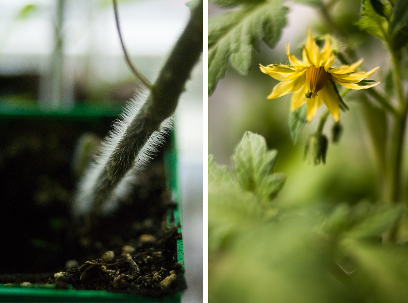 tomato plant blossom