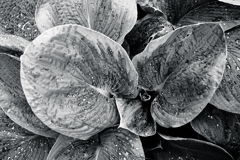 silver-toned leaf petals