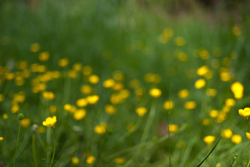 pretty out of focus yellow flowers