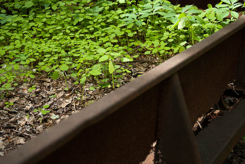 weeds growing in the rusty old car in annandale