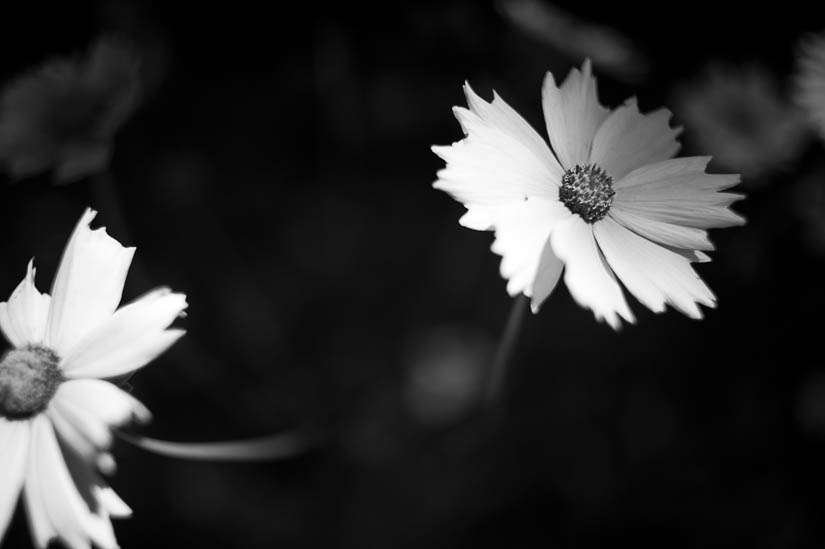 black and white flowers