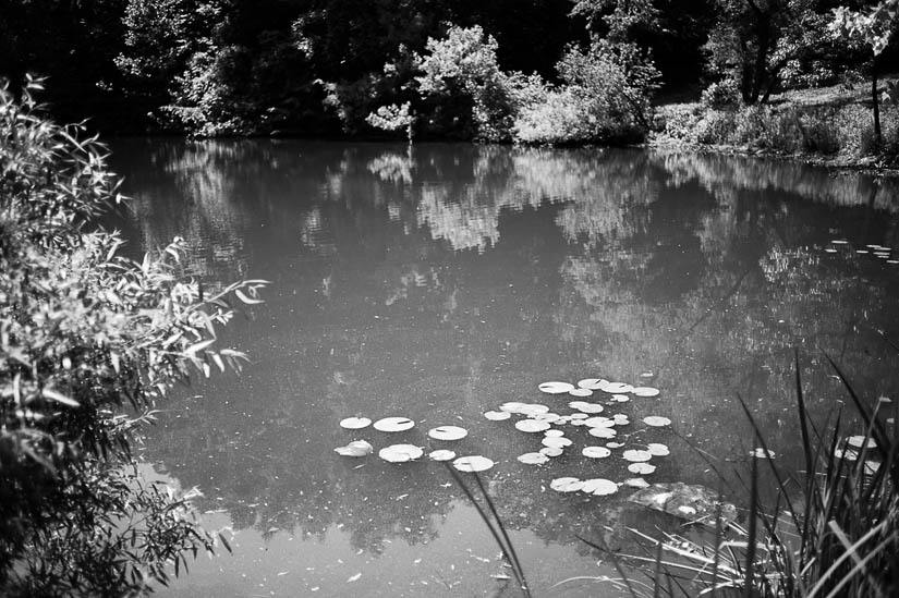 black and white lily pads at winkler botanical reserve