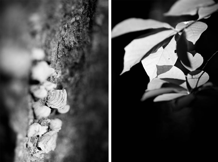 black and white plants in alexandria, va
