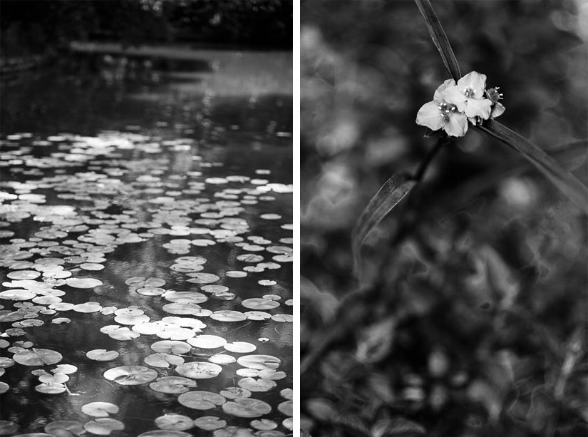 black and white flowers in winkler botanical reserve