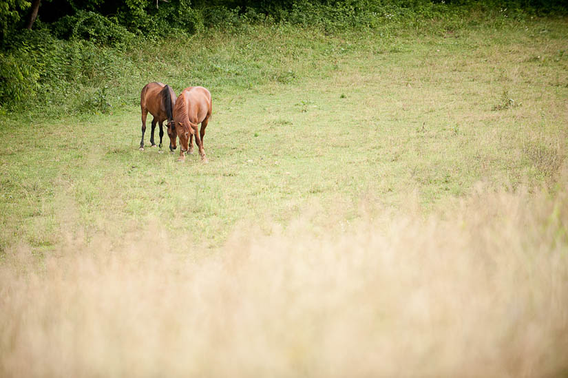 horses at rodes farm stables in nellysford