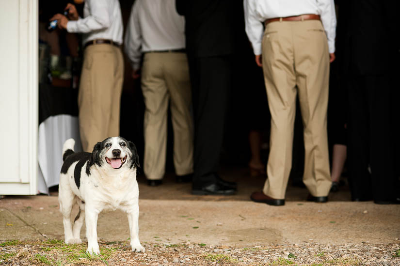 barn dog at rodes farm stables