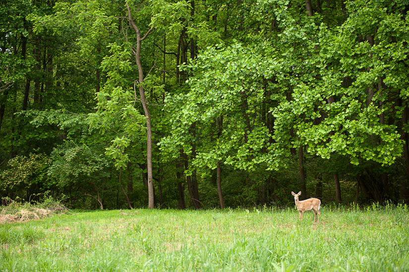 deer at woodend nature sanctuary in chevy chase, md